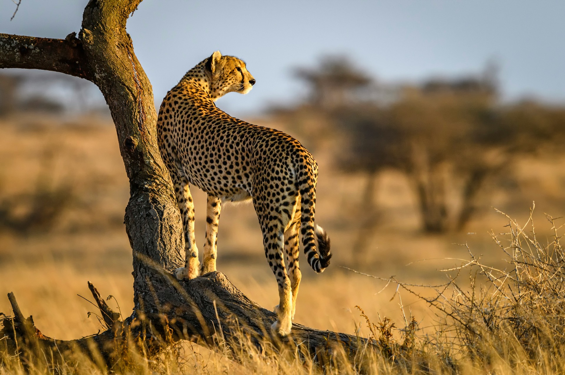 A cheetah on open savannah